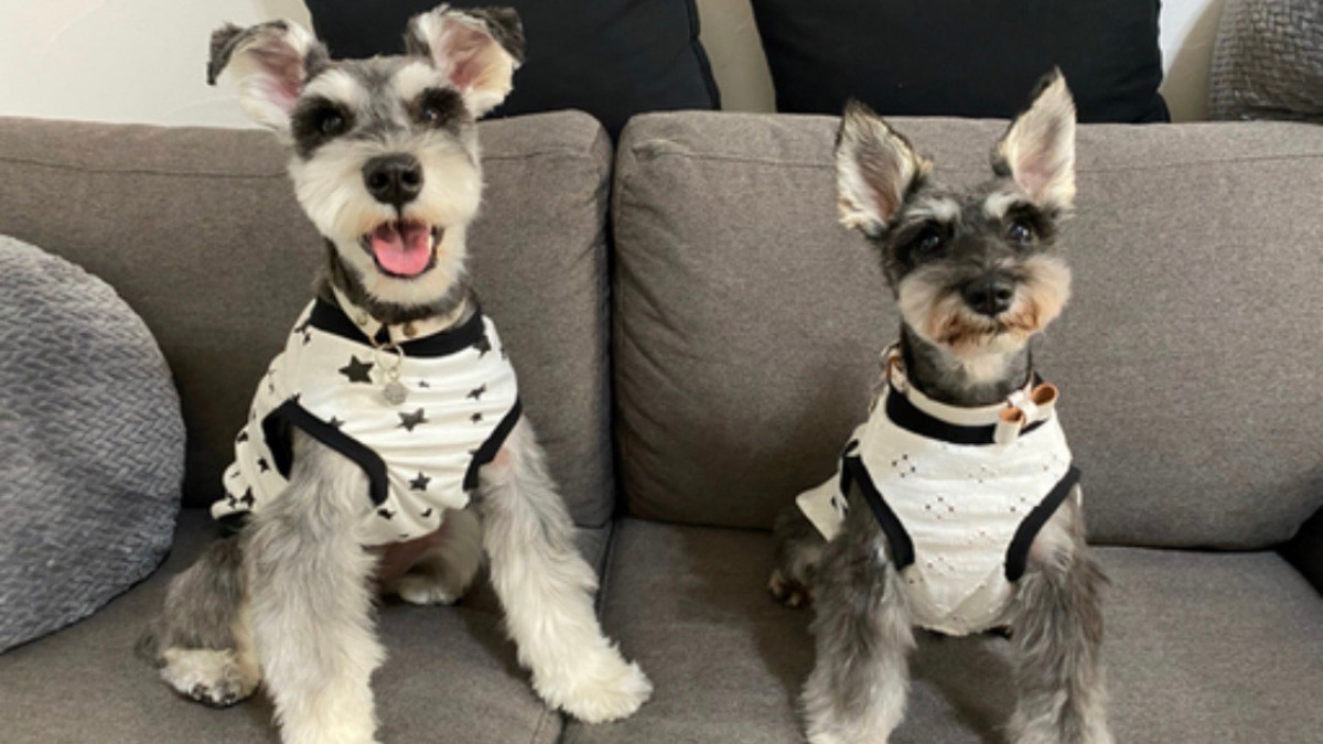 犬服の着用画像