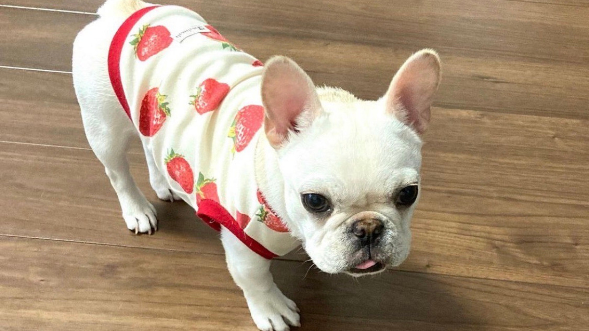 犬服の着用画像