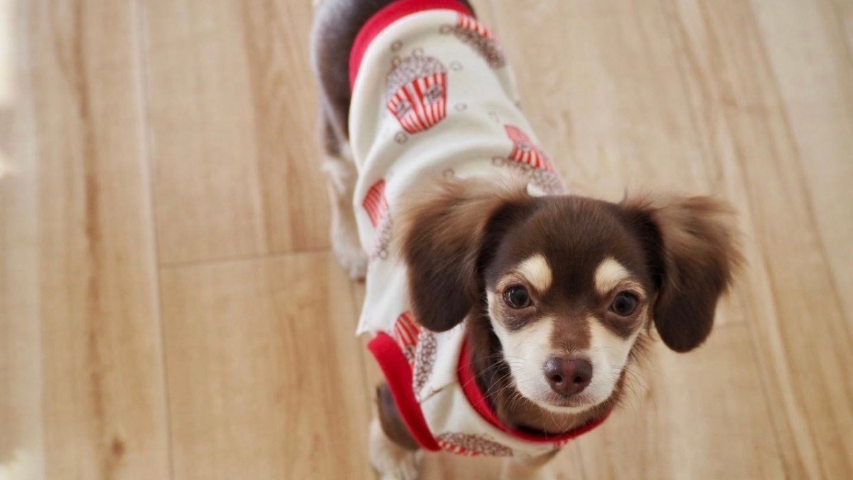 犬服の着用画像